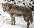 Hudson Bay wolf (Canis lupus hudsonicus)