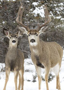 Mule deer