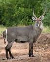 Waterbuck, one of the introduced species of Sylvan Island, common in the grasslands of the island.