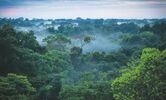 Borneo Forest