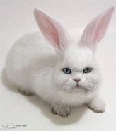 Cat-Rabbit Hybrids appeared on the island.