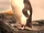 California River Penguin