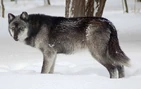 Tundra wolf (Canis lupus albus)