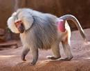 Hamadryas baboon, one of the introduced species of Typhoon Island, common in the forests, grasslands and mountains of the island.