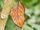 American oakleaf butterfly (SciiFii)
