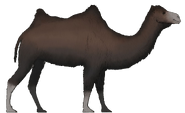 Western camel (Camelops hesternus)