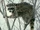 Algerian Raccoon