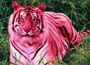 A rare male pink tiger wandering the tropical forests of siberia.
