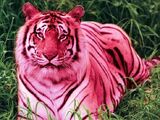 Pink Tiger