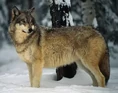 Newfoundland wolf (Canis lupus beothucus)