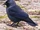 American jackdaw (SciiFii)