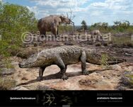 Quinkana is a Fully Terrestrial Crocodile that went extinct 40,000 Years ago in Australia but 60,000 Years ago the people of the island went to Australia and saved The Quinkana From Extinction.