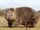African Wombat