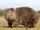 African Wombat