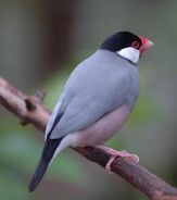 Java finch (often called Java sparrow), a species of finch native to Southeast Asia. It can outcompete some native songbirds.