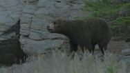 The Cave Bear Is one of the biggest bears on the island.