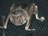 Northern Vampire Bat