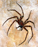 Giant Huntsman Spider is a BIG PEST on this island.