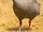 American grey goose (SciiFii)