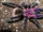 Northern purple tarantula (SciiFii)