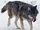 Chinese Gray Wolf