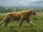 Saber-Toothed Cat