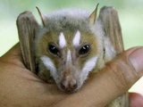 Domestic Flying Fox