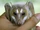Domestic Flying Fox