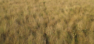 Grasslands