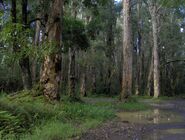 Upland Forests