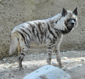 Striped hyena