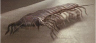 Eoarthropleura is the Ancient Relative of Arthropleura. It is referred by the ARC as The Silurian Millipede. They are hunted by Silurian Scorpions.