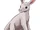 Asian Aardvark