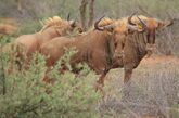 Brown Wildebeest