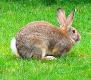 Giant Hare