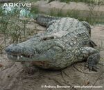 Nile crocodiles are among the worst invasive species on the island, competing against native pythons and smaller snakes, they thrive because of lack of their natural predators including lions or hyenas, they are blamed for killing off the native giant boas and Megaboas to extinction