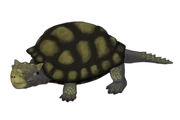 A common Anlylosaurian turtle