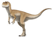 Allosaurus (Juvenile)