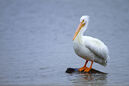 American white pelican