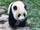 Beijing Panda