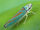 Eurasian Green Planthopper