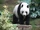 Korean Panda