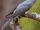 American cuckoo (SciiFii)