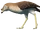 Bathornis V1 (SciiFii)