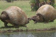 Glyptodons are giant relatives of Armadillos and live on the island, they live with smaller Armadillos and the larger Doedicurus and are prey for Indominus Rex and other larger predators that can damage the Glyptodon's shell.