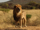 African Lion