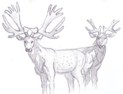 Arbor elk