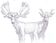 Arbor elk