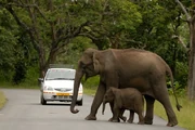 These feral elephant family, known as the Indian shrub-digger (one of the most primitive domestic elephant breeds), are crossing the road somewhere in Florida, USA.