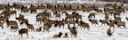 Elk herd